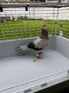 high quality afghani pigeons for sale - Photo 2
