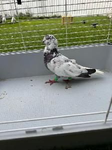 high quality afghani pigeons for sale - Photo 3