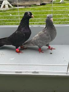 high quality afghani pigeons for sale - Photo 4