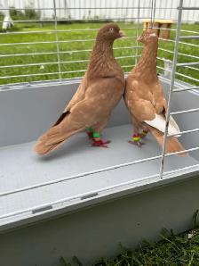 high quality afghani pigeons for sale - Photo 5