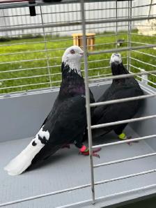 high quality afghani pigeons for sale - Photo 6