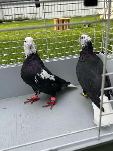 high quality afghani pigeons for sale - Photo 7