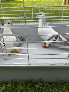 high quality afghani pigeons for sale - Photo 8
