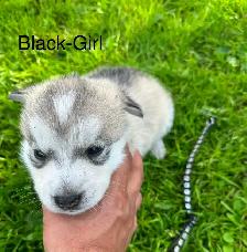 Adorable Husky Puppies. - Photo 2