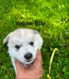 Adorable Husky Puppies. - Photo 3