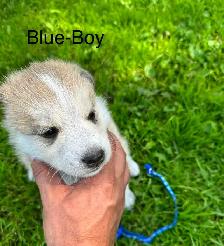 Adorable Husky Puppies. - Photo 4
