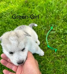 Adorable Husky Puppies. - Photo 5