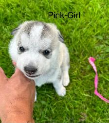 Adorable Husky Puppies. - Photo 6