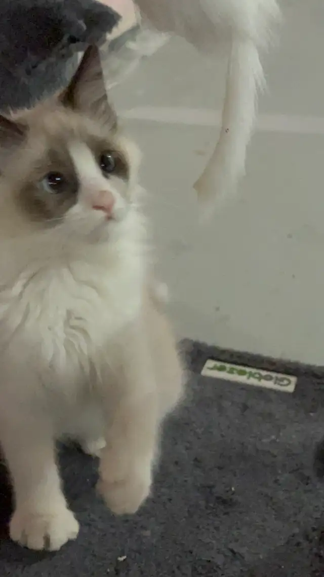 sales beautiful Cat