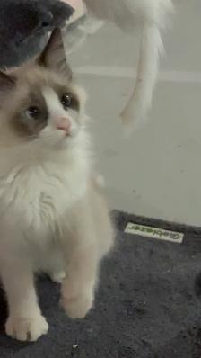 sales beautiful Cat