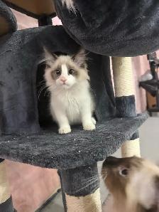 sales beautiful Cat - Photo 2
