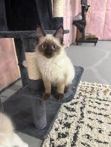 sales beautiful Cat - Photo 3