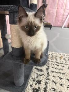 sales beautiful Cat - Photo 4