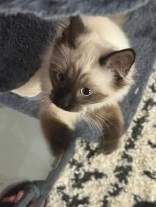 sales beautiful Cat - Photo 5
