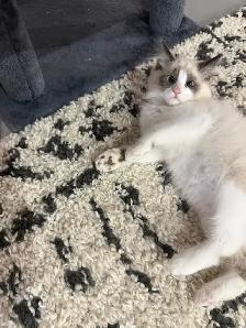 sales beautiful Cat - Photo 8