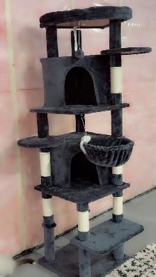 sales beautiful Cat - Photo 9