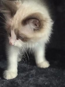 sales beautiful Cat - Photo 10