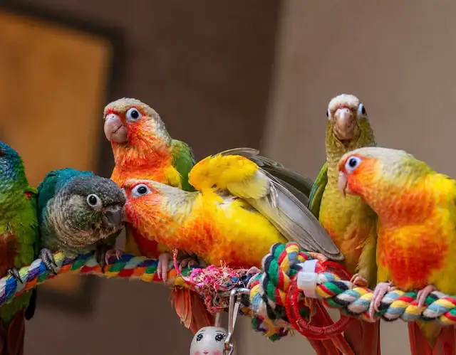 ⭐️❤️ BEAUTIFUL BABY CONURES with Cage and Foos ❤️⭐️
