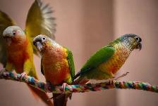 ⭐️❤️ BEAUTIFUL BABY CONURES with Cage and Foos ❤️⭐️ - Photo 2