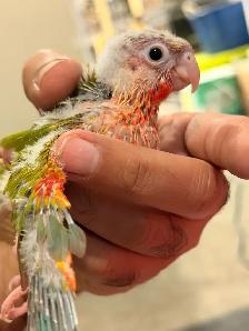 ⭐️❤️ BEAUTIFUL BABY CONURES with Cage and Foos ❤️⭐️ - Photo 4