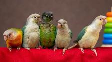 ⭐️❤️ BEAUTIFUL BABY CONURES with Cage and Foos ❤️⭐️ - Photo 5