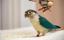 ⭐️❤️ BEAUTIFUL BABY CONURES with Cage and Foos ❤️⭐️ - Photo 8