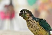 ⭐️❤️ BEAUTIFUL BABY CONURES with Cage and Foos ❤️⭐️ - Photo 9