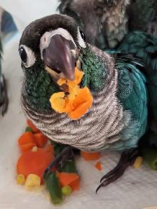 ⭐️❤️ BEAUTIFUL BABY CONURES with cage and food  ❤️⭐️ - Photo 3