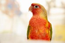 ⭐️❤️ BEAUTIFUL BABY CONURES with cage and food  ❤️⭐️ - Photo 5