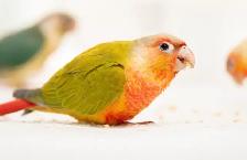 ⭐️❤️ BEAUTIFUL BABY CONURES with cage and food  ❤️⭐️ - Photo 6