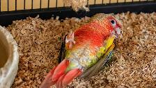 ⭐️❤️ BEAUTIFUL BABY CONURES with cage and food  ❤️⭐️ - Photo 7