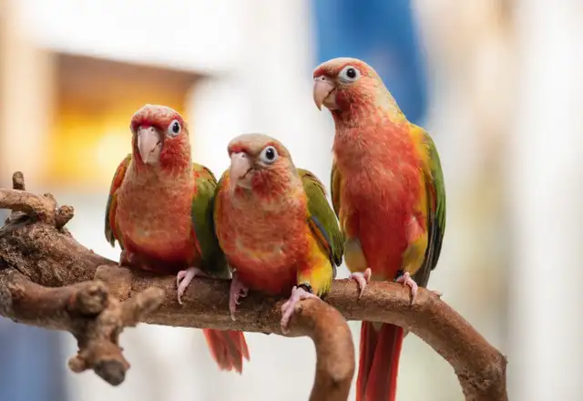 ❤️⭐️ SWEET BABY CONURES with Cage and Food! ⭐️❤️