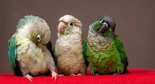 ❤️⭐️ SWEET BABY CONURES with Cage and Food! ⭐️❤️ - Photo 2