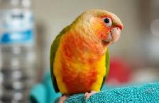 ❤️⭐️ SWEET BABY CONURES with Cage and Food! ⭐️❤️ - Photo 3
