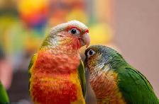 ❤️⭐️ SWEET BABY CONURES with Cage and Food! ⭐️❤️ - Photo 4