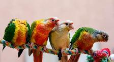 ❤️⭐️ SWEET BABY CONURES with Cage and Food! ⭐️❤️ - Photo 6