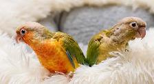 ❤️⭐️ SWEET BABY CONURES with Cage and Food! ⭐️❤️ - Photo 7