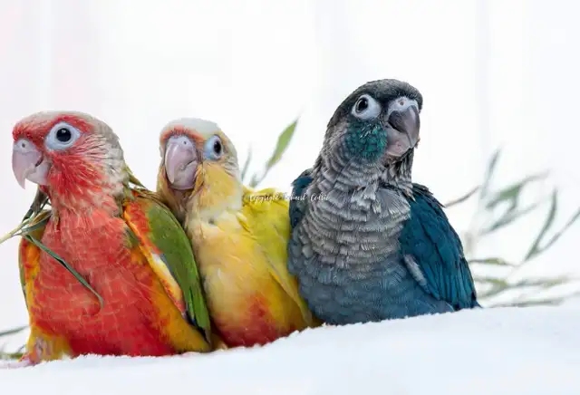 ❤️⭐️ SWEET BABY CONURES with Cage and food ! ⭐️❤️