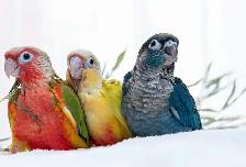 ❤️⭐️ SWEET BABY CONURES with Cage and food ! ⭐️❤️