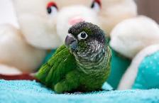 ❤️⭐️ SWEET BABY CONURES with Cage and food ! ⭐️❤️ - Photo 2