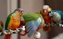 ❤️⭐️ SWEET BABY CONURES with Cage and food ! ⭐️❤️ - Photo 3