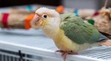 ❤️⭐️ SWEET BABY CONURES with Cage and food ! ⭐️❤️ - Photo 4