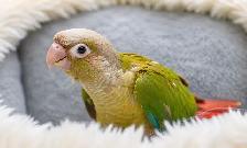 ❤️⭐️ SWEET BABY CONURES with Cage and food ! ⭐️❤️ - Photo 5