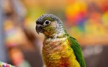 ❤️⭐️ SWEET BABY CONURES with Cage and food ! ⭐️❤️ - Photo 6