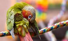❤️⭐️ SWEET BABY CONURES with Cage and food ! ⭐️❤️ - Photo 7