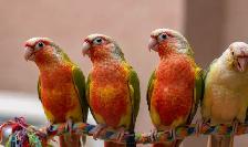 ❤️⭐️ SWEET BABY CONURES with Cage and food ! ⭐️❤️ - Photo 9