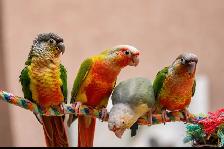 ❤️⭐️ SWEET BABY CONURES with Cage and food ! ⭐️❤️ - Photo 10