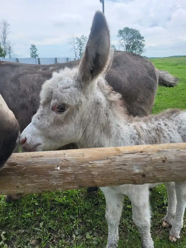 Mini Paint Donkey