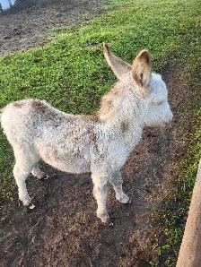 Mini Paint Donkey - Photo 4