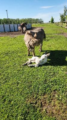 Mini Paint Donkey - Photo 5